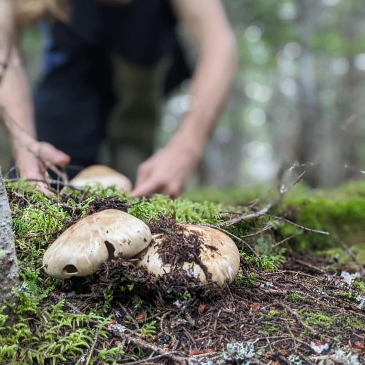 40g matsutake sea salt