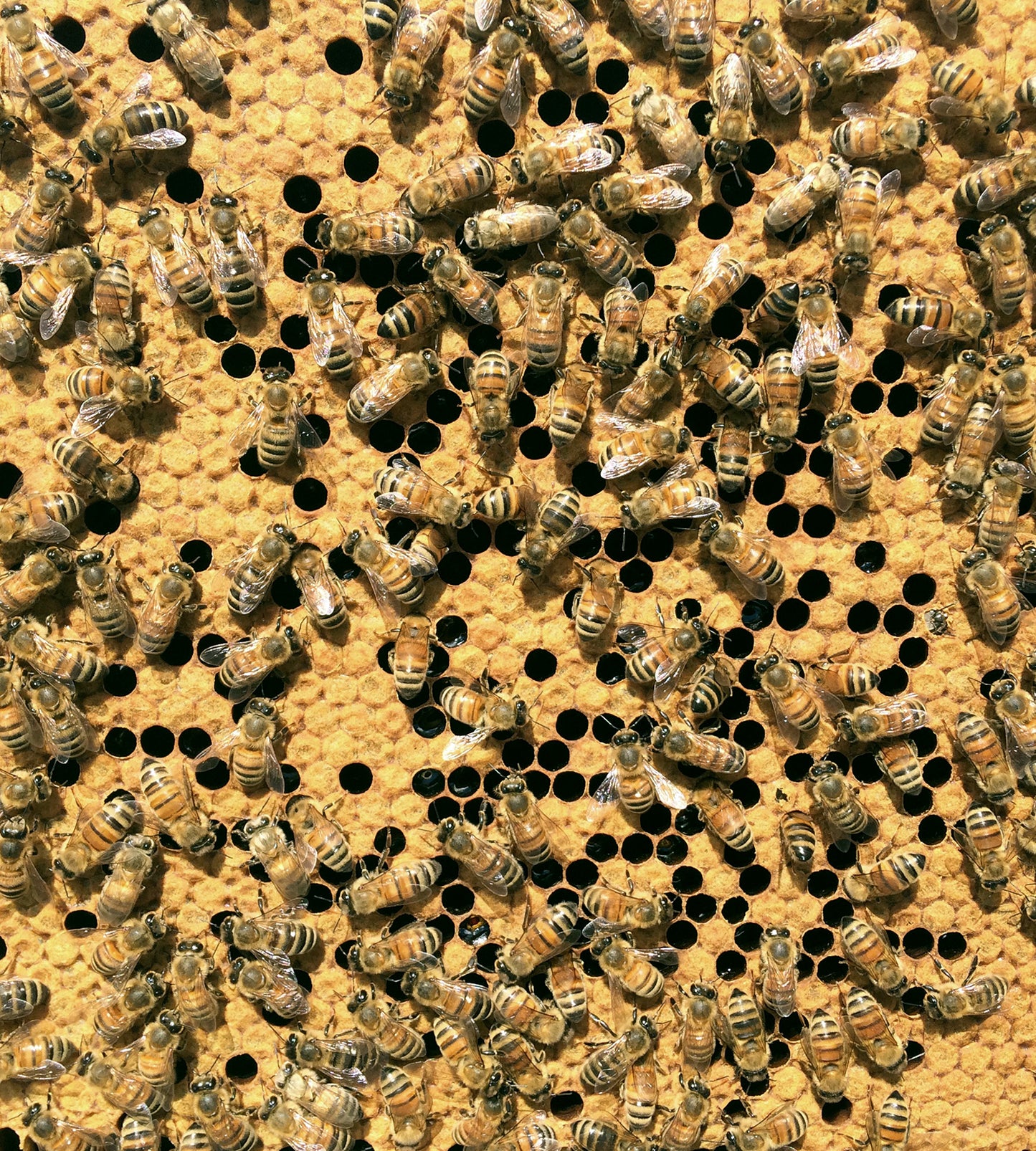 Bonavista Gold Stamp Honey