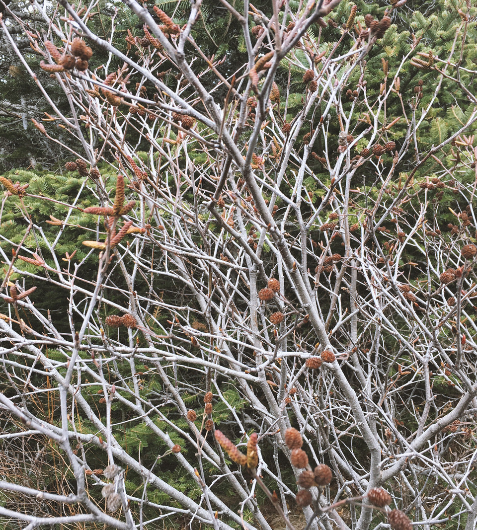 Photo of an alder bush with no leaves but many brown alder cones. Conifers in the background.
